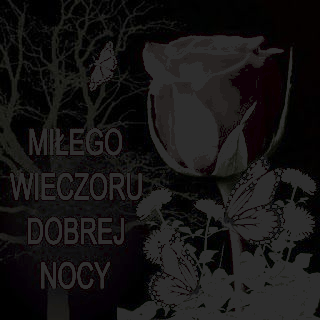 Motyle wśród róży miłego wieczoru